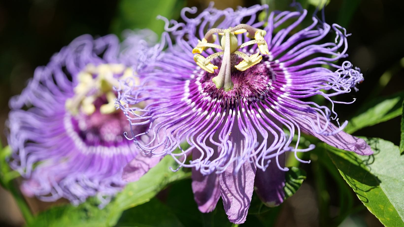 The healing benefits of passion flower